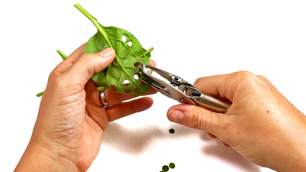 Using a hole punch to put holes in a leaf for leaf assay photosynthesis experiment