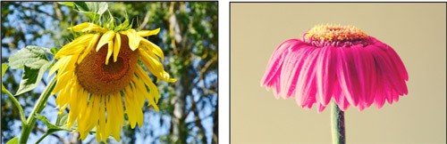 Side-by-side photos of two wilted flowers