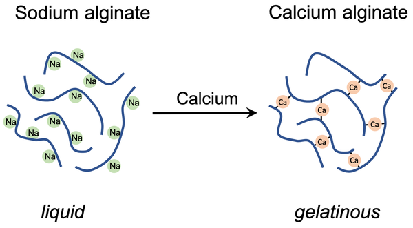 Schematic drawing of the chemical reaction between sodium alginate and calcium chloride. On the left side sodium alginate molecules are depicted. Lines represent the alginate molecules and green circles represent the sodium ions that are associated with the alginate. On the right side the calcium alginate is shown. Again lines represent the alginate molecules and orange circles in between the lines represent the calcium ions. Each calcium ion binds two strands of alginate.