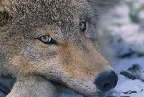 Close up of the face of a Gray Wolf