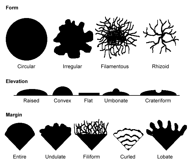 Diagram outlines possible form, elevation and margins for bacteria colonies 