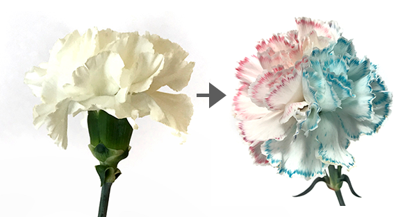 White carnation and a multi-colored carnation that has taken on color from a cup of dyed water