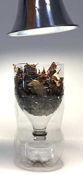 A Berlese funnel made from a plastic sode bottle, wire mesh and a lamp
