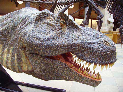 Model head of a Tyrannosaurus rex