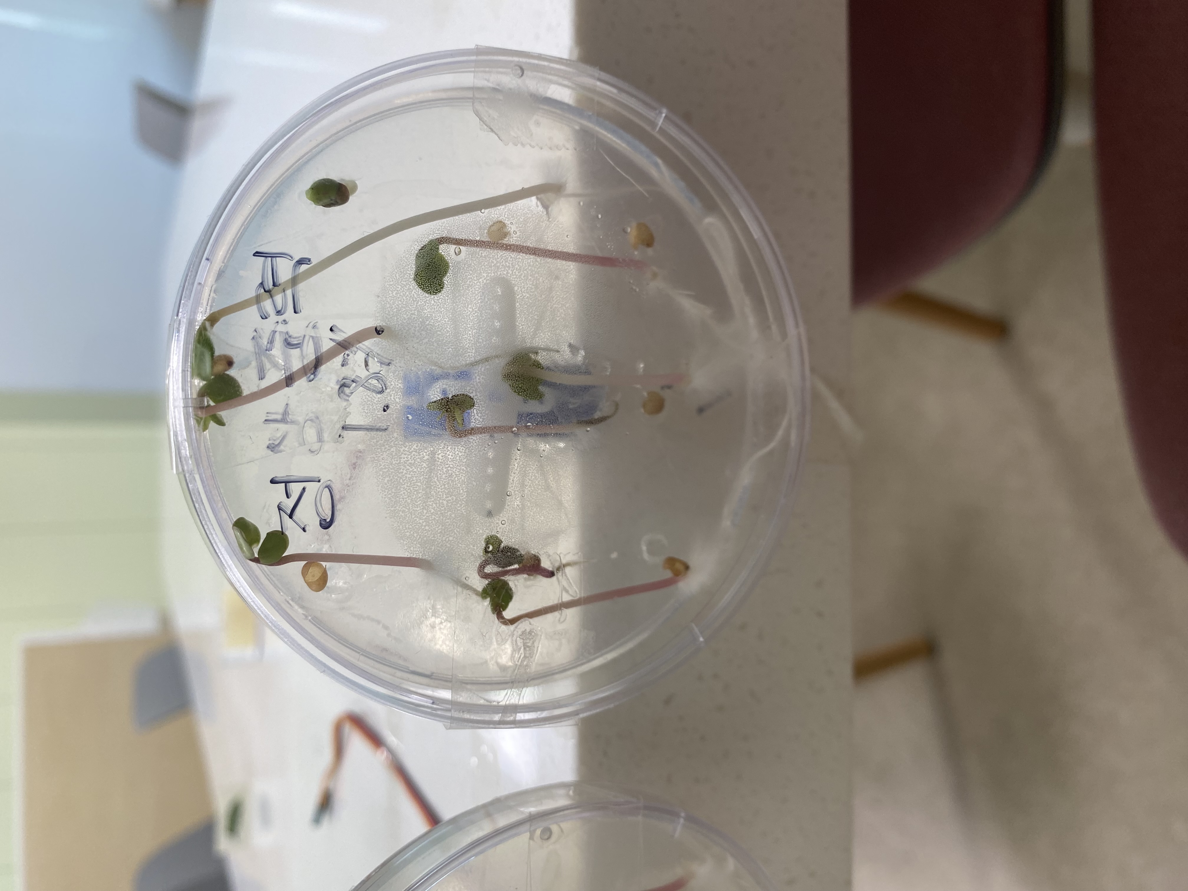 Plants under microgravity