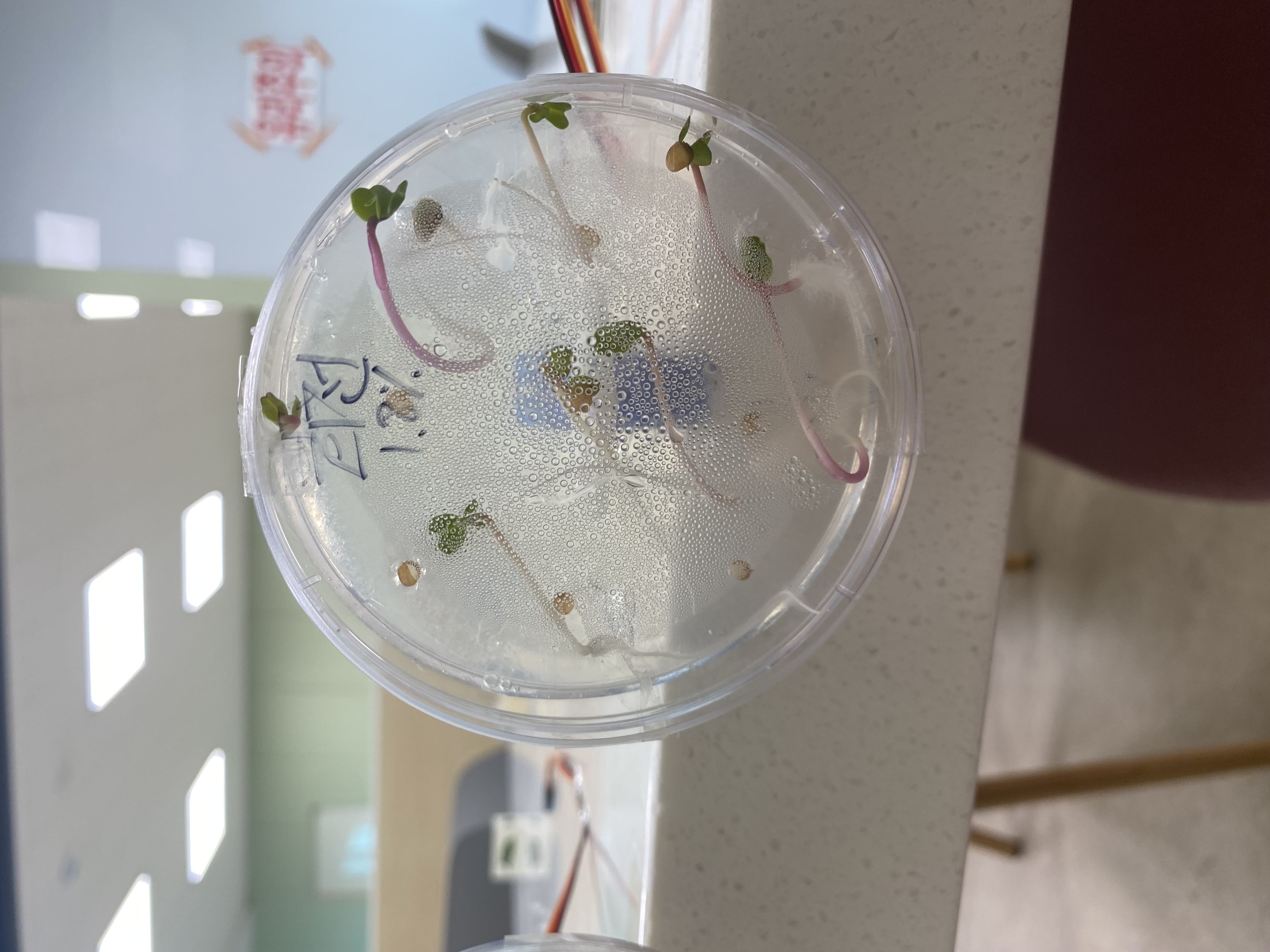 plants under gravity