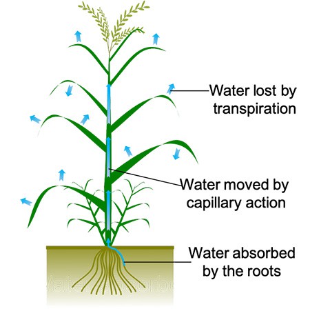Diagram of water moving from the root to the leaves of a plant