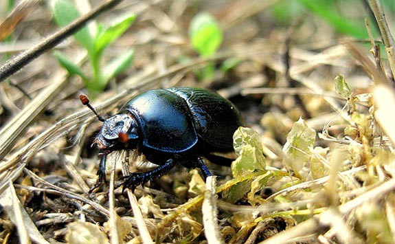 A picture of a beetle