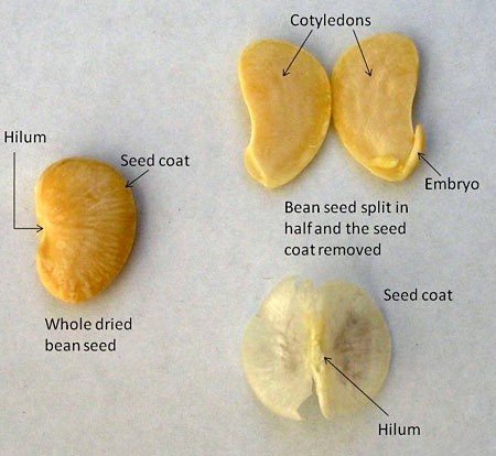 A dried bean is split open revealing the hilum, seed coat, cotyledons and embryo