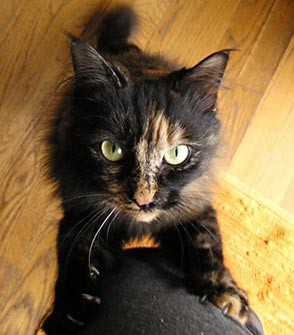 A cat with black and orange patches of fur