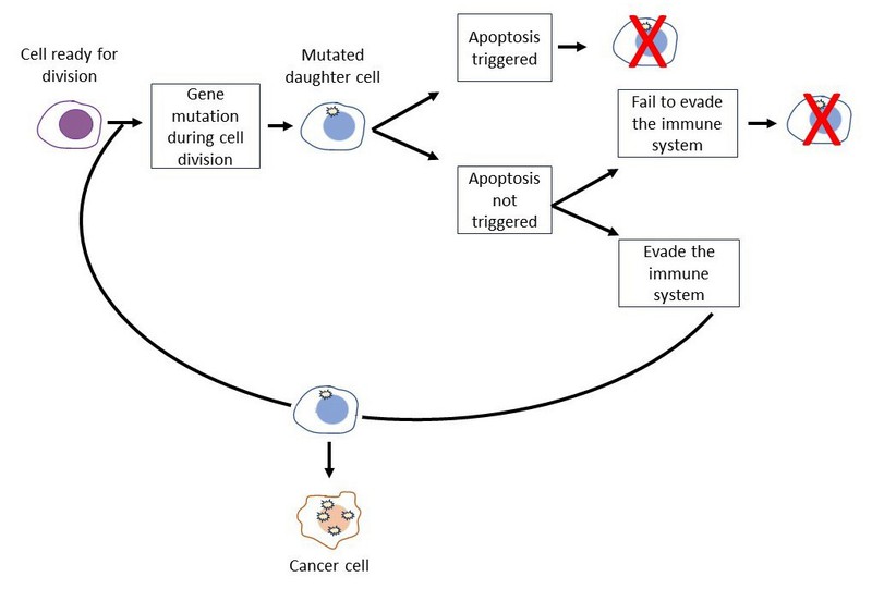 During cell division, it is possible for a daughter cell to gain a mutation. If so, it is likely that it undergoes apoptosis or is killed by the immune system. If neither of these happens, the mutation is fixed in that cell line. There is a chance that a cell accumulates enough mutations, over many cell divisions, that it becomes cancerous.  