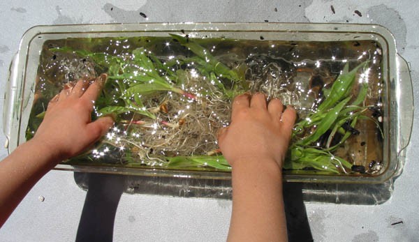 Plant seedlings are gently washed in a large container of water