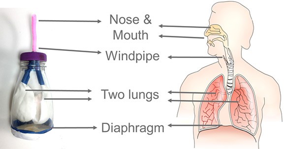 A model lung is made from a bottle, two straws, three balloons and tape