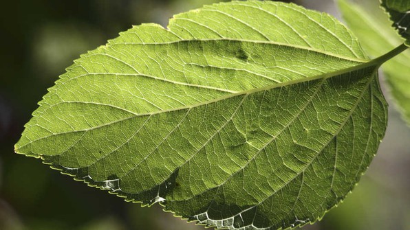 Leaf Image