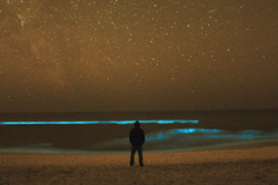 Person on beach with bioluminescence in water