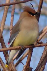 Cedar Waxwing