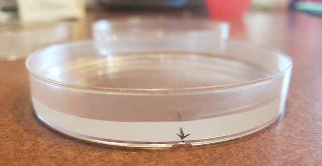A side view of one of the petri dishes, showing it filled about halfway with the agar-agar solution 