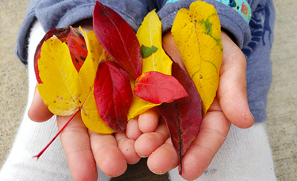 Child holding a handful of colorful fall leaves