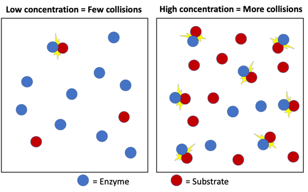  Two images showing the number of collisions between substrate and enzyme molecules, which are depicted as circles.  