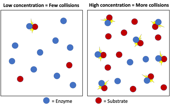 Two images showing the number of collisions between substrate and enzyme molecules, which are depicted as circles.