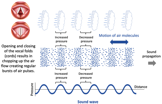Sound from opening and closing vocal folds is represented by both a transverse and longitudinal wave