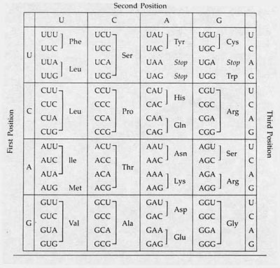 A table converts DNA into mRNA nucleotides