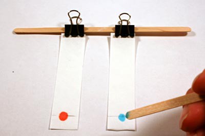 Drops of red and blue candy dye are placed on two chromatography strips