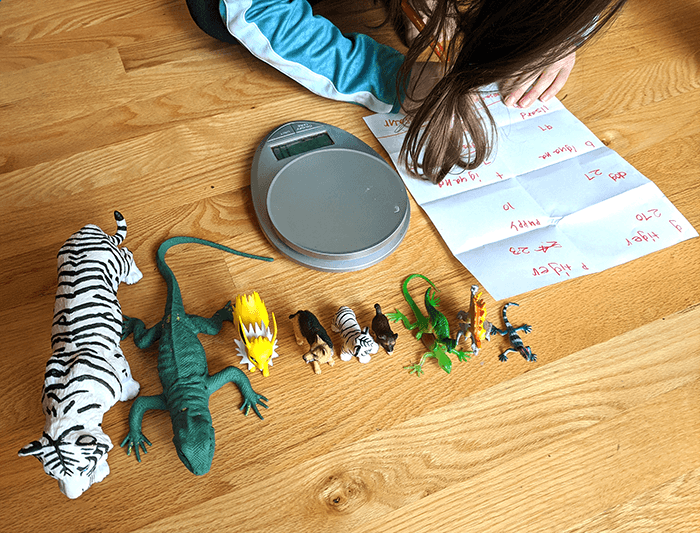 Student with line of toy animal figurines arranged by how much she thinks they weigh