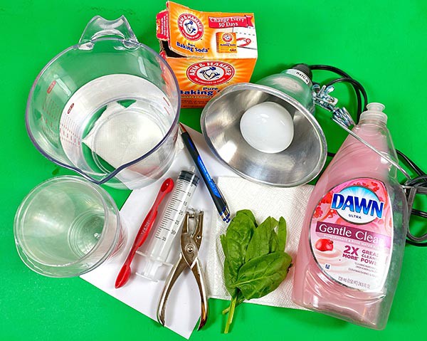 Materials needed for the 'Study Photosynthesis with the Floating Leaf Disk Assay' lesson.
