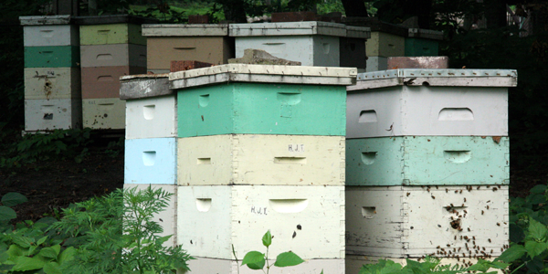 Beehives in Mankato, Minnesota