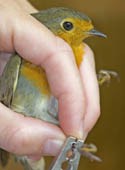 A hand holds a small bird while a band is tied around its leg