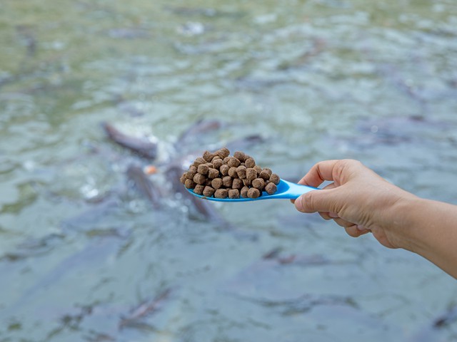 Hand holding scoop of food to feed fish in pond