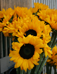 2012-sunflowers2-crop-200px.png