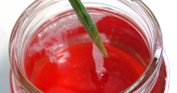 Strawberry DNA being spooled on a skewer