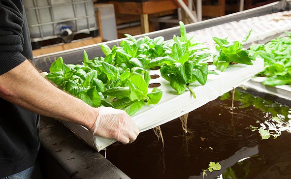 tray of green plants grown using aquaponics 