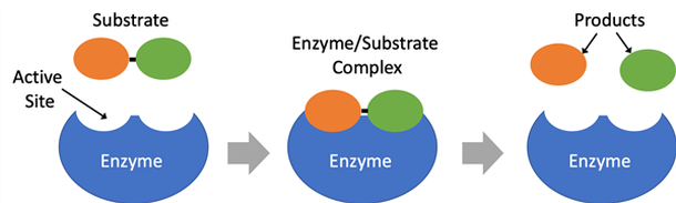  Schematic drawing of an enzyme reacting with its substrate. 