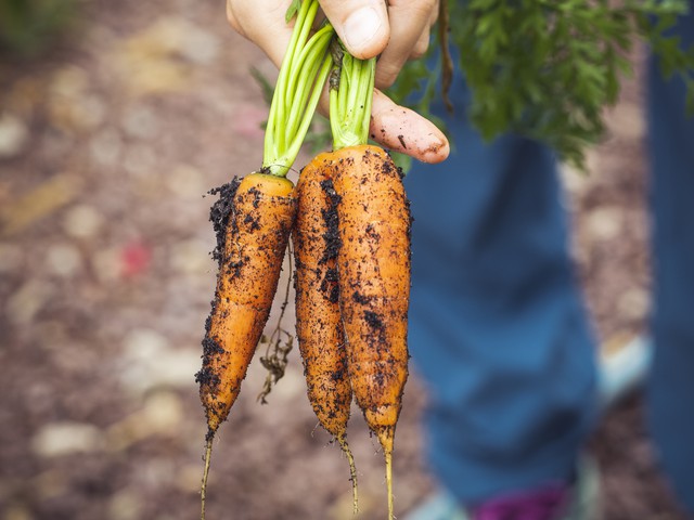 carrot fresh out of the ground