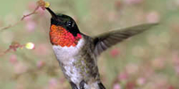 Environmental Education STEM / Bird migration