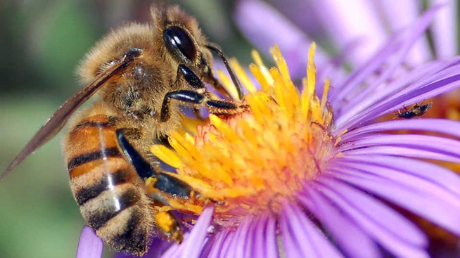 bee on flower
