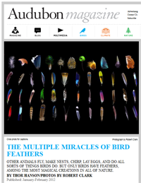 2012-audubon-feathers-200px.png