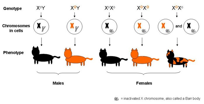 Drawing shows the genotypes required to produce a cat with black and orange patches of fur
