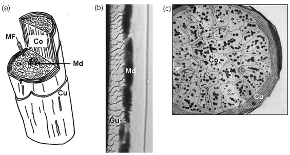 Diagram and microscopic image of the shaft of a human hair