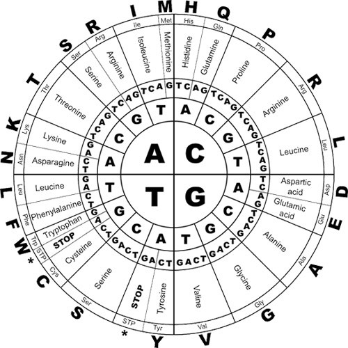 An amino acid codon wheel