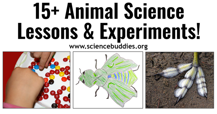 18 Animal Science Lessons and Experiments | Science Buddies Blog