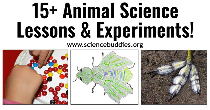 Teaching Resources: Google's 3D Animals