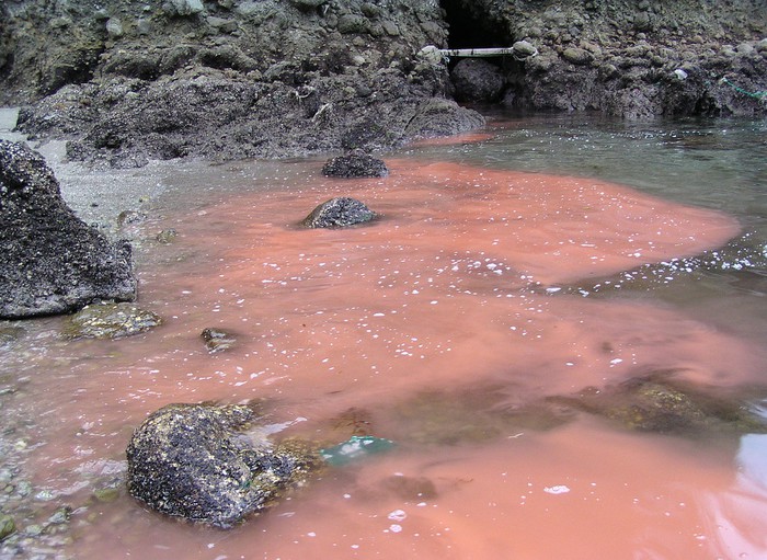 Picture of the seashore with red ocean water.
