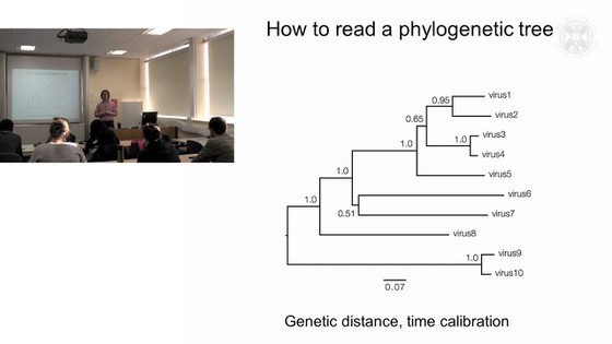 primate family tree summary