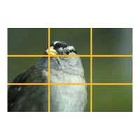 A photograph of a bird with rule of thirds lines overlaid - Art Science Experiments