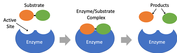 Schematic drawing of an enzyme reacting with its substrate.
