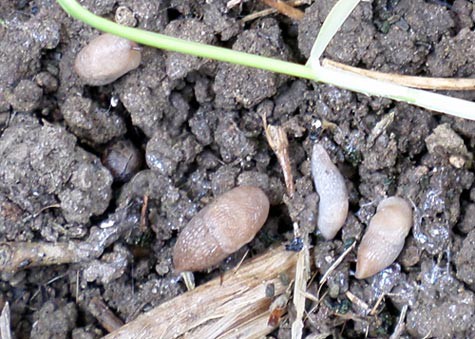 A slug moving over soil